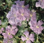Clematis 'Perle d' Azure' Clematis 'Perle d' Azure'