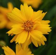 Coreopsis grandiflora 'Sun Up' Coreopsis grandiflora 'Sun Up'