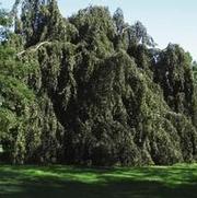 Morus alba 'Chaparral' Morus alba 'Chaparral'