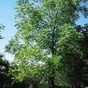 Juglan nigra 'Black Gem (Loumis)' Juglan nigra 'Black Gem (Loumis)'