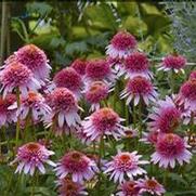 Echinacea purpurea 'Butterfly Kisses' Echinacea purpurea 'Butterfly Kisses'