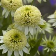 Echinacea purpurea 'Meringue' Echinacea purpurea 'Meringue'
