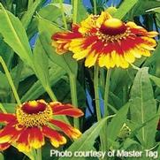Helenium autumnale 'Helena Mix' Helenium autumnale 'Helena Mix'