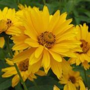 Heliopsis helianthoides 'Venus' Heliopsis helianthoides 'Venus'