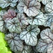 Heuchera hybrid 'Cinnabar Silver' Heuchera hybrid 'Cinnabar Silver'