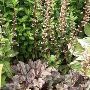 Heuchera hybrid 'Silver Scrolls' Heuchera hybrid 'Silver Scrolls'