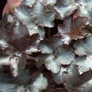 Heuchera hybrid 'Blackout' Heuchera hybrid 'Blackout'