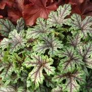 Heucherella hybrid 'Tapestry' Heucherella hybrid 'Tapestry'