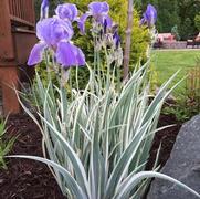 Iris pallida 'Albo Variegated White'