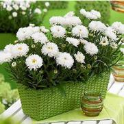Leucanthemum superbum 'Laspider' Leucanthemum superbum 'Laspider'