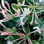 Lonicera italica 'Harlequin' Lonicera italica 'Harlequin'