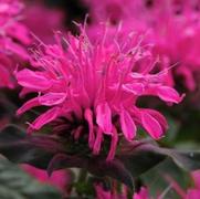 Monarda didyma 'Balmy Rose' Monarda didyma 'Balmy Rose'