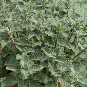 Nepeta faassenii 'Junior Walker' Nepeta faassenii 'Junior Walker'