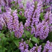 Nepeta nervosa 'Pink Cat' Nepeta nervosa 'Pink Cat'