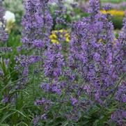 Nepeta hybrid 'Little Trudy' Nepeta hybrid 'Little Trudy'