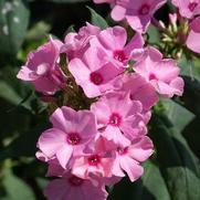 Phlox paniculata 'Flamingo' Phlox paniculata 'Flamingo'