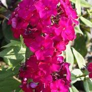 Phlox paniculata 'Red Magic' Phlox paniculata 'Red Magic'