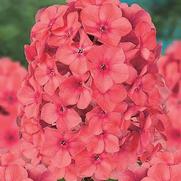 Phlox paniculata 'Red Super' Phlox paniculata 'Red Super'