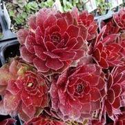 Sempervivum 'Rocknoll Rosette' Sempervivum 'Rocknoll Rosette'