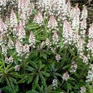 Tiarella 'Candy Striper' Tiarella 'Candy Striper'
