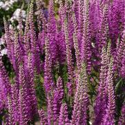 Veronica hybrid 'Purple Explosion' Veronica hybrid 'Purple Explosion'