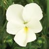 Viola cornuta 'Sarah' Viola cornuta 'Sarah'
