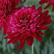 Argyranthemum frutescens 'Madeira Crested Merlot' Argyranthemum frutescens 'Madeira Crested Merlot'