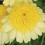 Argyranthemum frutescens 'Madeira Crested Yellow' Argyranthemum frutescens 'Madeira Crested Yellow'
