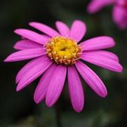 Brachyscome hybrid 'Radiant Magenta' Brachyscome hybrid 'Radiant Magenta'