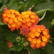 Lantana camara 'Confetti' Lantana camara 'Confetti'