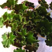 Begonia rex 'Dark Mambo' Begonia rex 'Dark Mambo'