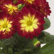 Dahlia hybrid 'Marissa' Dahlia hybrid 'Marissa'