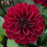 Dahlia hybrid 'Devi' Dahlia hybrid 'Devi'