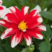 Dahlia hybrid 'Red White' Dahlia hybrid 'Red White'