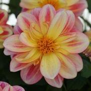 Dahlia hybrid 'Shari' Dahlia hybrid 'Shari'