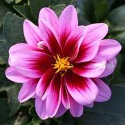 Dahlia hybrid 'Yogi' Dahlia hybrid 'Yogi'