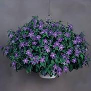 Browallia 'Bells Blue' Browallia 'Bells Blue'