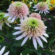 Echinacea purpurea 'Cherry Fluff' Echinacea purpurea 'Cherry Fluff'
