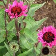 Echinacea purpurea 'Fatal Attraction' Echinacea purpurea 'Fatal Attraction'