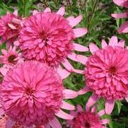 Echinacea purpurea 'Southern Belle' Echinacea purpurea 'Southern Belle'