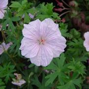 Geranium sanguineum 'Var. Striatum' Geranium sanguineum 'Var. Striatum'