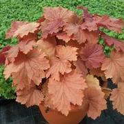 Heuchera hybrid 'Mega Carmel' Heuchera hybrid 'Mega Carmel'