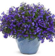 Lobelia erinus 'Lucia Dark Blue' Lobelia erinus 'Lucia Dark Blue'