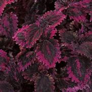 Coleus 'Florida Sun Rose' Coleus 'Florida Sun Rose'