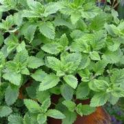 Nepeta mussinii 'Six Hills Gold' Nepeta mussinii 'Six Hills Gold'