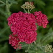Achillea hybrid 'Angie' Achillea hybrid 'Angie'