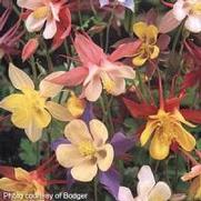 Aquilegia caerulea 'McKana Hybrids' Aquilegia caerulea 'McKana Hybrids'