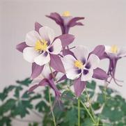 Aquilegia hybrid 'Swan Lavender' Aquilegia hybrid 'Swan Lavender'