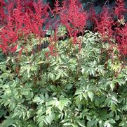 Astilbe x arendsii 'Glow' Astilbe x arendsii 'Glow'