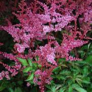 Astilbe simplicifolia 'Key Largo' Astilbe simplicifolia 'Key Largo'